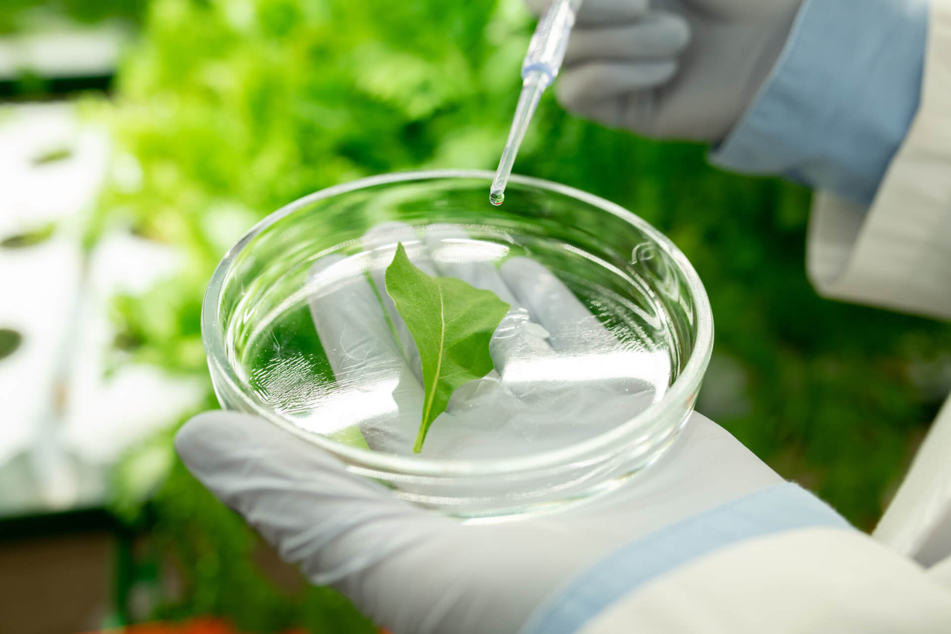 Institut des Sciences des Plantes Paris-Saclay - IPS2