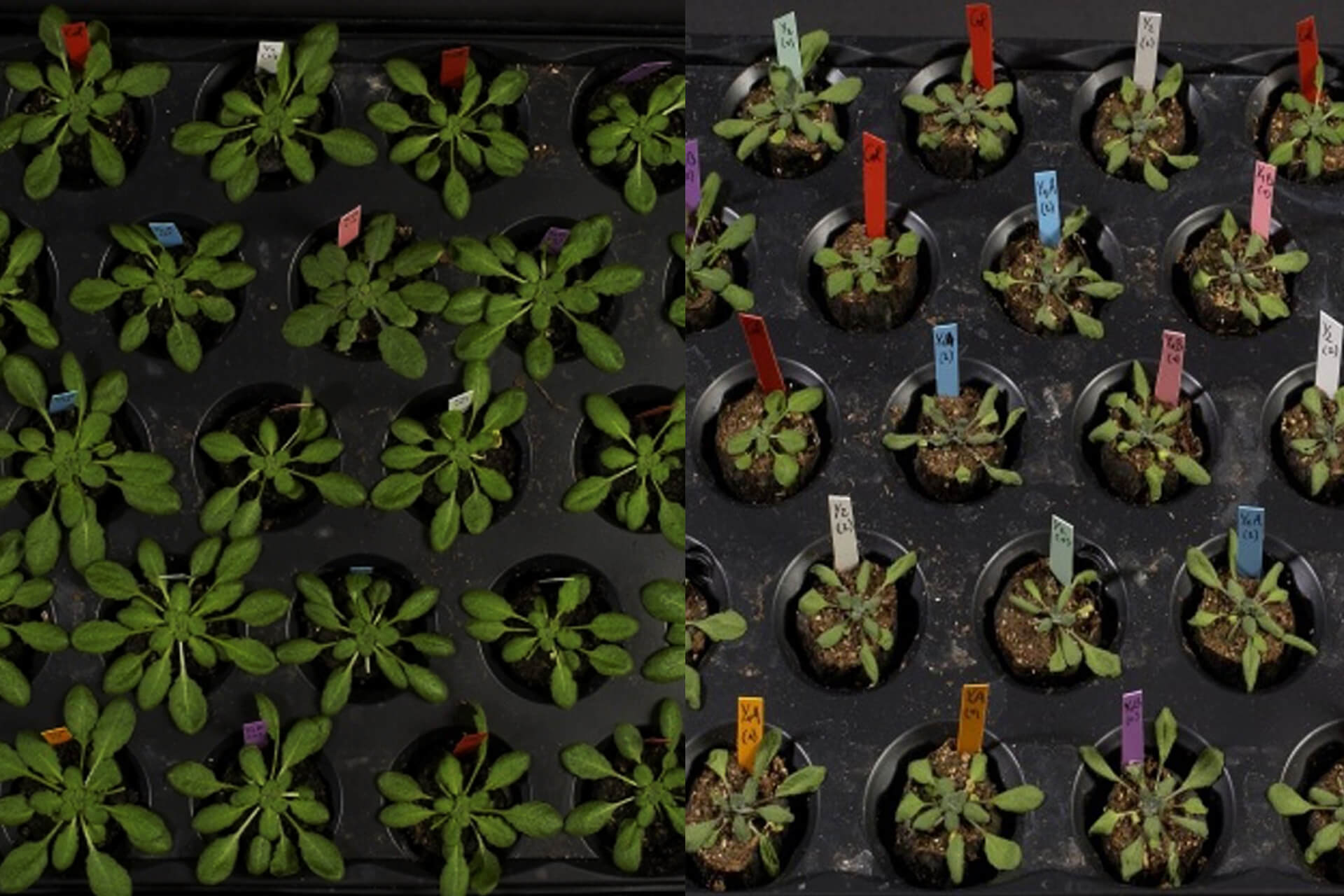 Axe changement climatique et résilience des plantes